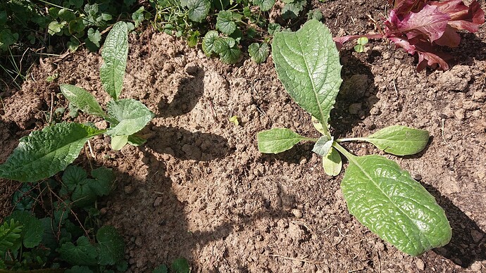 Growreport Bild 33