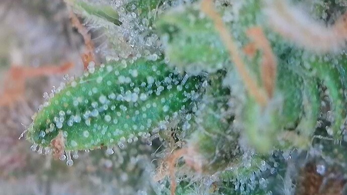 Growreport Bild 57