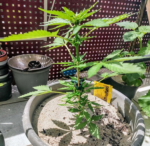 Growreport Bild 4