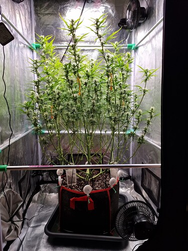 Growreport Bild 4