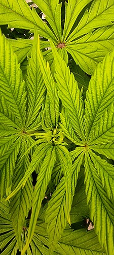 Growreport Bild 16