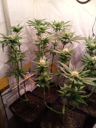 Growreport Bild 5