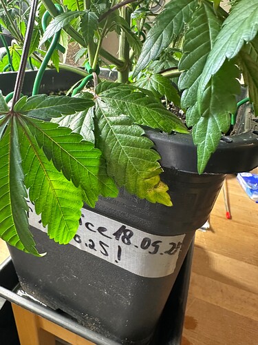 Growreport Bild 5