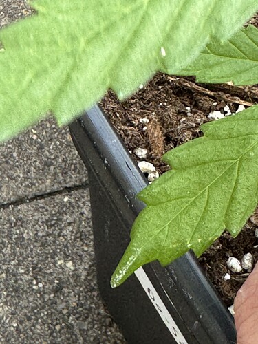 Growreport Bild 8