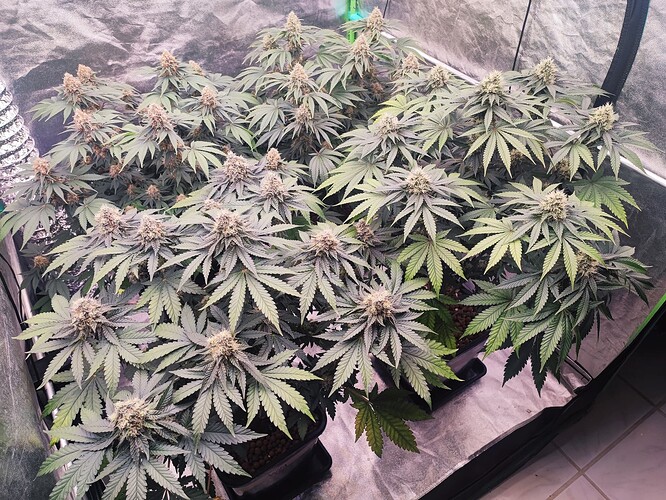 Growreport Bild 16