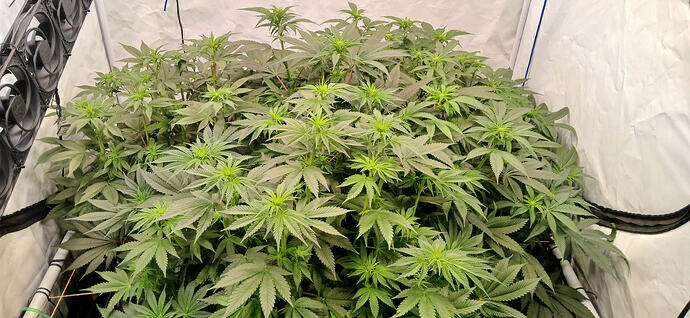 Growreport Bild 7