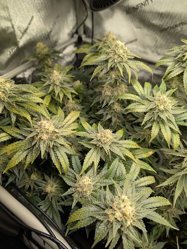 Growreport Bild 3