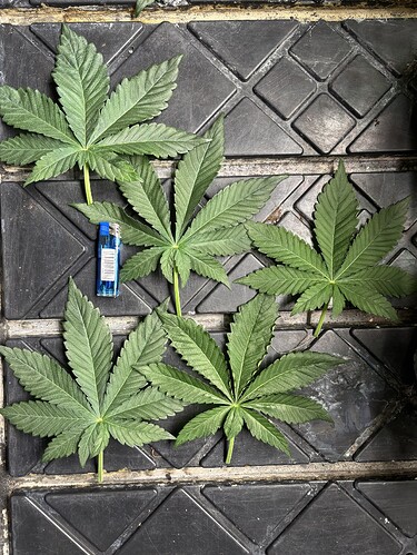 Growreport Bild 5
