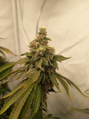 Growreport Bild 7