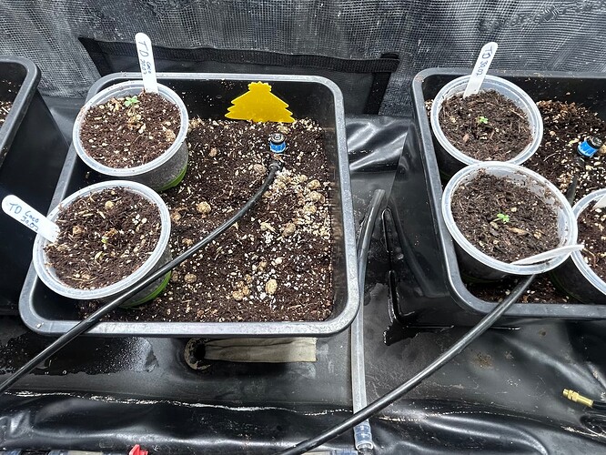 Growreport Bild 104