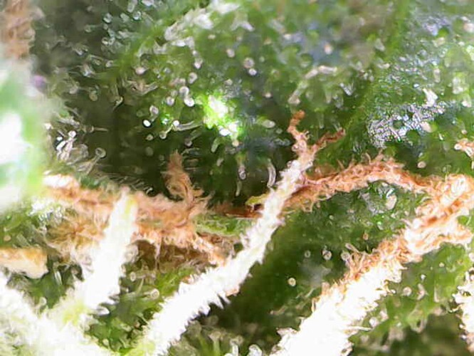 Growreport Bild 39