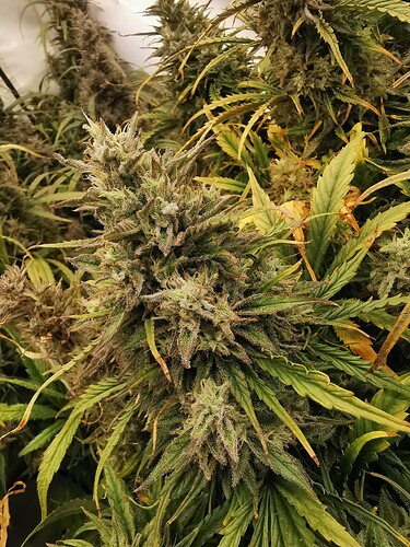 Growreport Bild 6