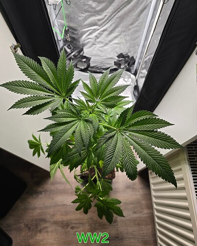 Growreport Bild 9