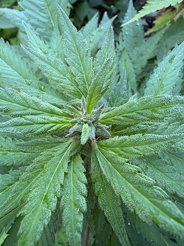 Growreport Bild 13