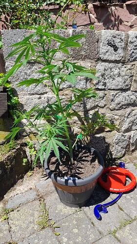 Growreport Bild 3
