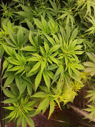 Growreport Bild 2