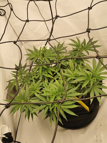 Growreport Bild 2