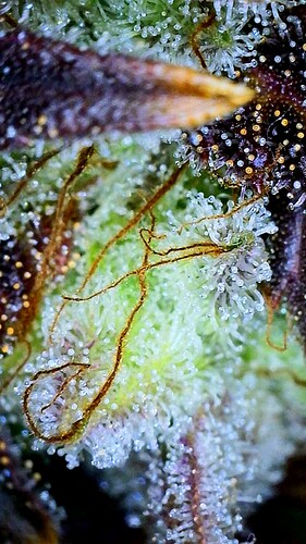 Growreport Bild 3