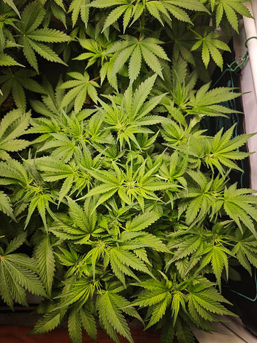 Growreport Bild 11