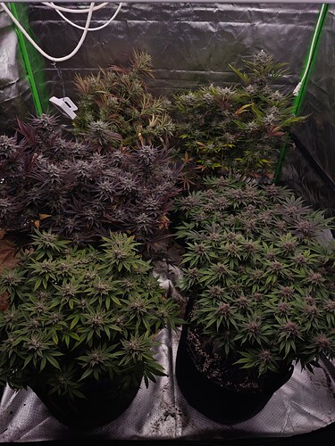 Growreport Bild 13