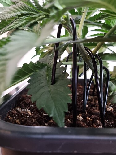Growreport Bild 2