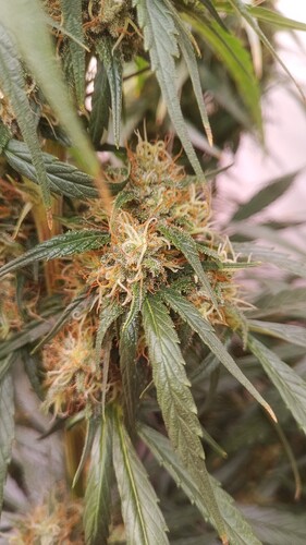 Growreport Bild 6