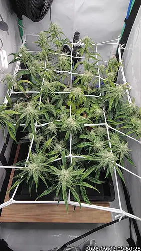 Growreport Bild 5