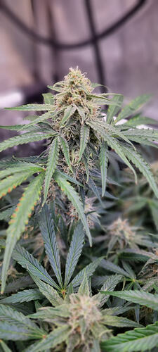 Growreport Bild 11