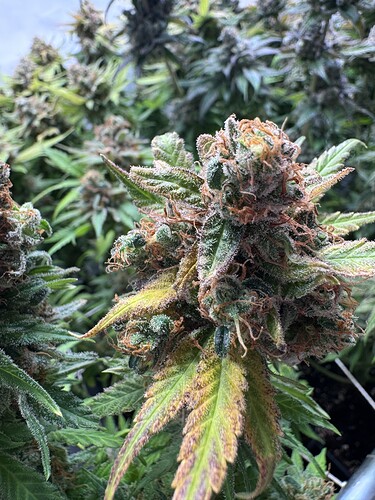 Growreport Bild 45
