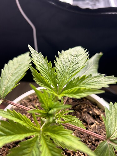 Growreport Bild 11