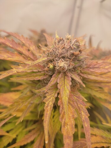Growreport Bild 22