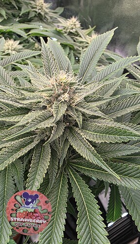 Growreport Bild 12