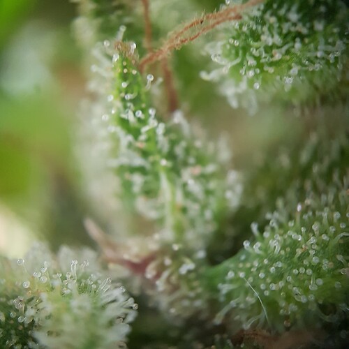 Growreport Bild 5