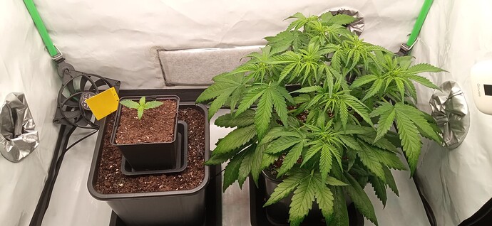 Growreport Bild 1