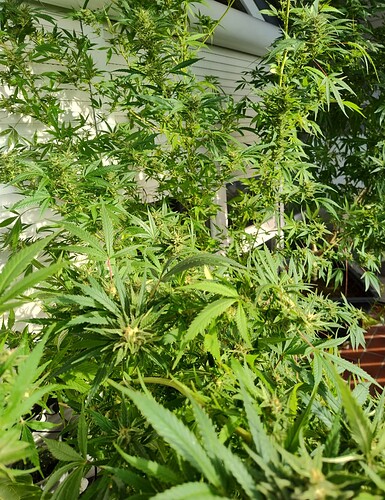 Screenshot_20251021-153451.Files by Google