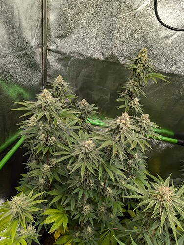 Growreport Bild 3