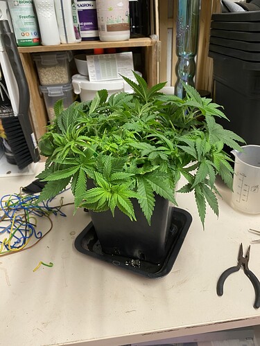 Growreport Bild 18
