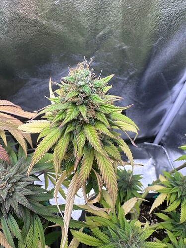 Growreport Bild 19