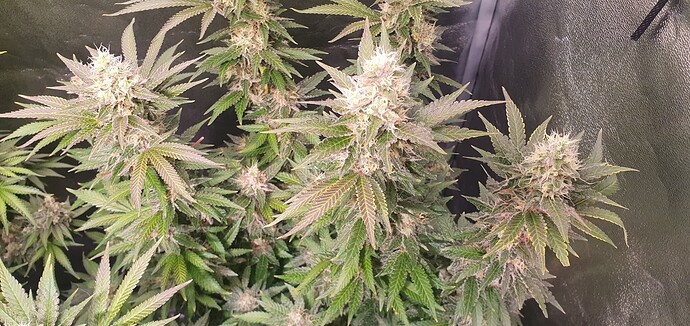 Growreport Bild 7