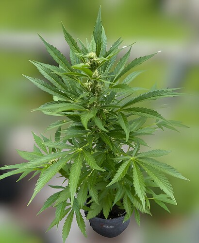 Gelato