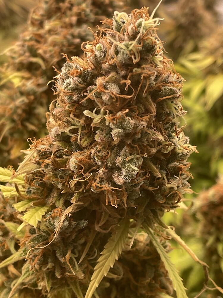 2nd Grow, THC-Bomben Mix- Anesia Dankberry, Bruce Banner und Gelato