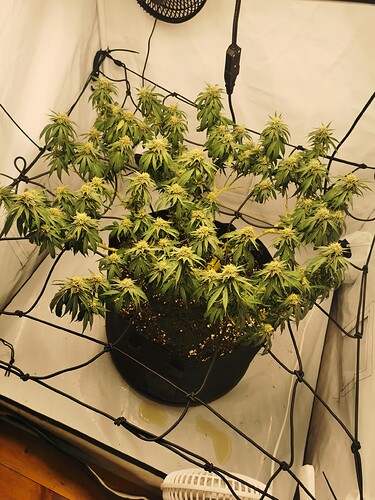 Growreport Bild 1