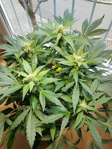 Growreport Bild 4