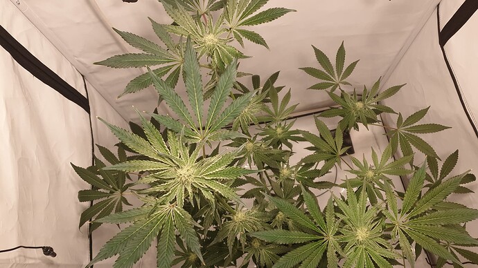 Growreport Bild 2