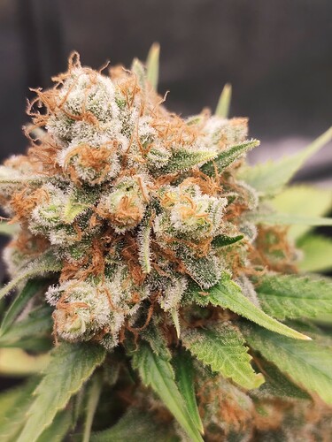 Growreport Bild 85