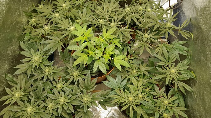 Growreport Bild 1