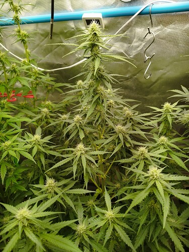 Growreport Bild 2