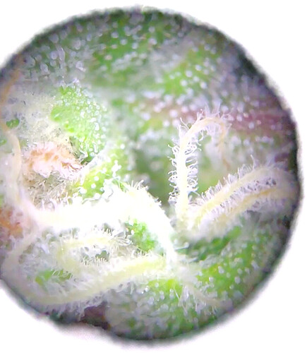 Growreport Bild 13