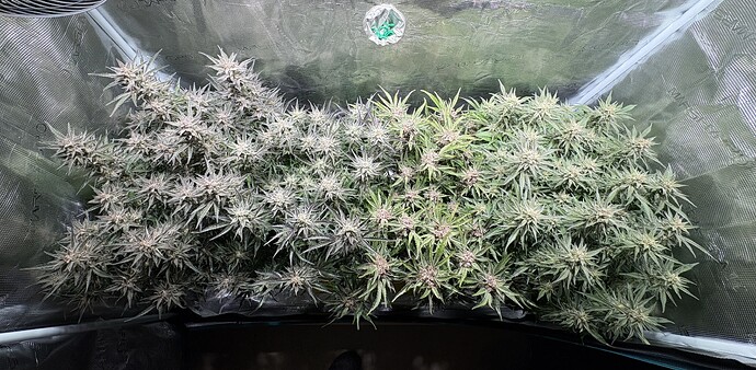 Growreport Bild 14