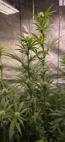 Growreport Bild 1
